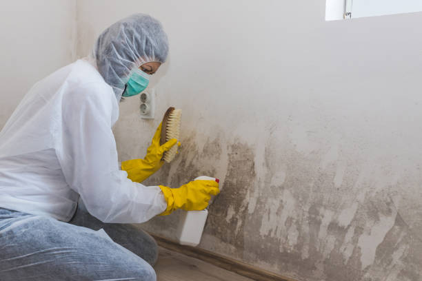 Reliable Mebane, NC Mold Removal Solutions